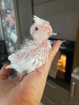 Samičky korely Bílá Albino - 5