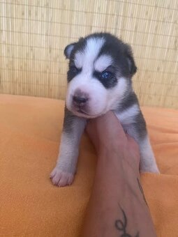 Čistokrevní HUSKY bez PP - 5
