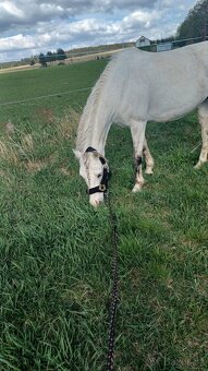 Pony kobylka po bonsaj - 5