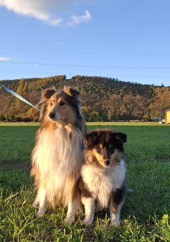 Kolie dlouhosrstá - 5