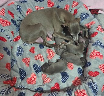 ITALSKÝ CHRTÍK - 5