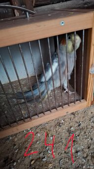 Korela chocholatá - 5