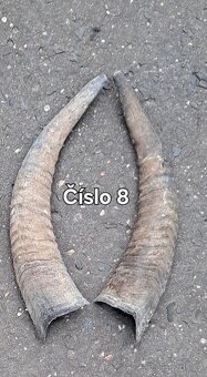 Trofeje, kravské rohy 25-70cm - 5