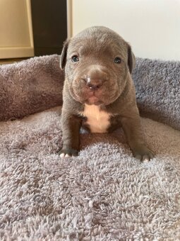 American Bully x Staford - 5
