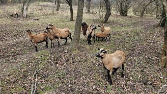 Kamerunské ovce - 5