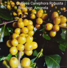 Cofeea Canephora Robusta, rostlina 200 Kč - 5