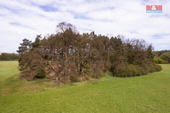 Prodej lesa, Borohrádek - 5
