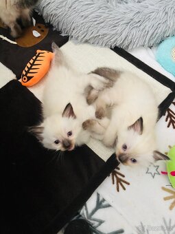 Koťata Ragdoll - 5
