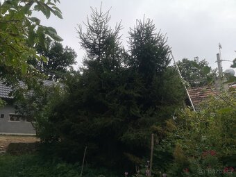 Prodám chvojí ze smrku ztepylého - 5