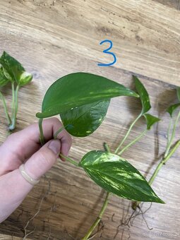 Epipremnum aureum (pothos) - zakořeněné řízky - 5