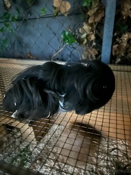 Prodám půlroční morčátka dlouhosrstá Sheltie - 5