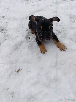 Francouzský buldocek - 5