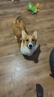 Welsh Corgi Pembroke - 5