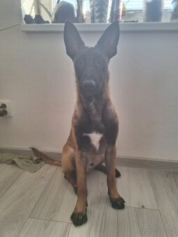 Štěně  Malinois - 5
