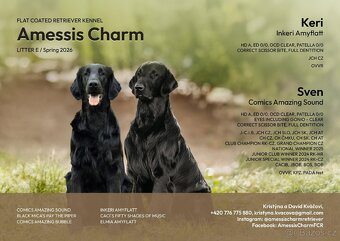 Flat Coated Retriever - černá štěňátka (odběr 6/2026) - 5