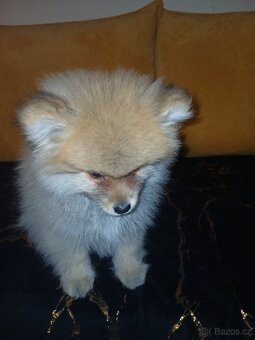 Německý špic chlapec - 5