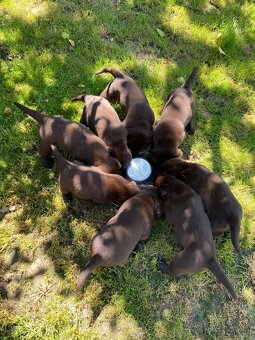 Štěňátka labradorského retrievera - 5