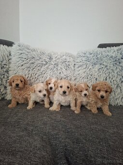 Maltipoo - 5