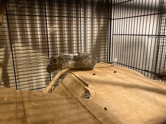 Daruji osmaky degu - 5
