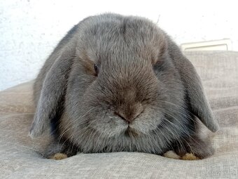 Samička Zakrslý Beránek MiniLop ❤️❤️ - 5