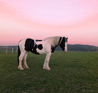 8letá kobyla barokní pinto - 5