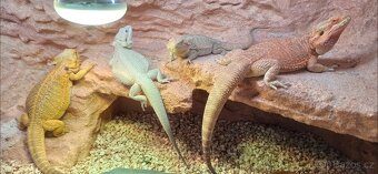 Terarium pro agamy 160x60x60 - 5
