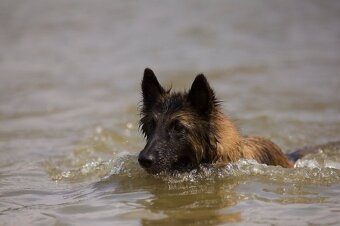 Belgický ovčák Tervueren - štěňátka s PP /pejsek a fenka/ - 5