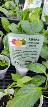 Sazeničky z vlastní zahrady - 5