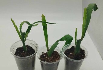 Fylokaktusy - Epiphyllum- 4 druhy - 5