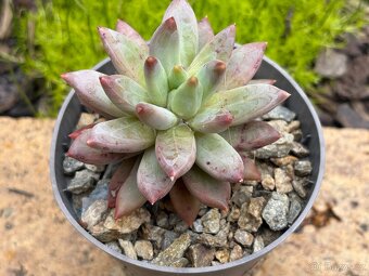 Dužnatka (Echeveria) - 5