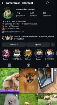 Pomeranian s PP FCI, kluk - 5