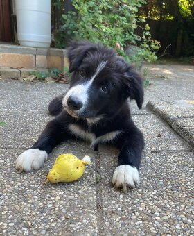 Border collie-Border kólia s PP - 5