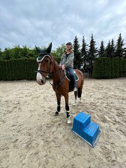 Pronajem kone - 5