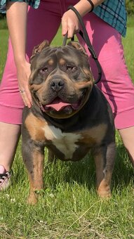 🔹 Krycí pes k dispozici – Lil Block 🔹 - 5