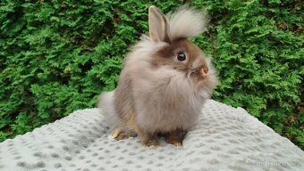 Zakrslýnkrálíček, králík -(lvíček)-NATANIEL - 5