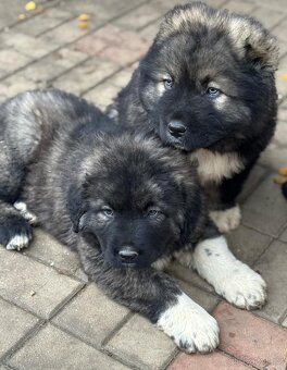 Kavkazský pastevecký pes - 5