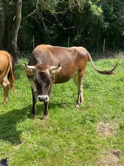 Jersey x Brown Swiss - 5