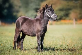 Falabella hřebec ( minihorse miny pony ) - 5