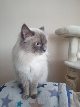 Ragdoll krytí - 5
