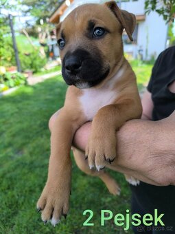 Štěňátka stafordšírskýho teriéra (amstaff) - 5