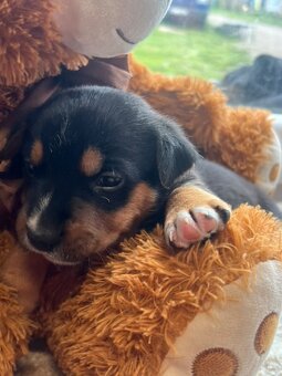 štěňátka Bordelkolie🐶 - 5