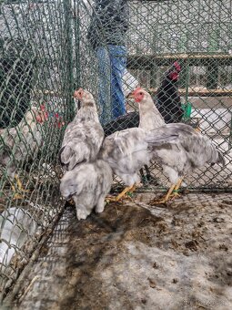Ayam Cemani - 5