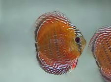 Prodej terčovců, L-sumců, skalár, rejnoků a jiných ryb - 5