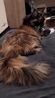 Kočky k adopci 🐾 - 5