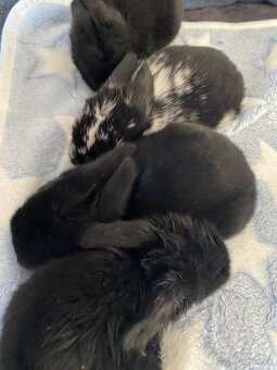 🐰 Zakrslý beránek – mláďata k rezervaci 🐰 - 5