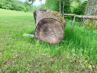 Jasanové dřevo kulatiny - 5