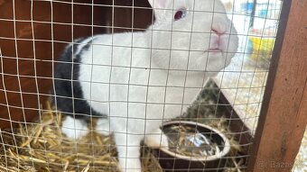 Kralik s usima nahoru - 5