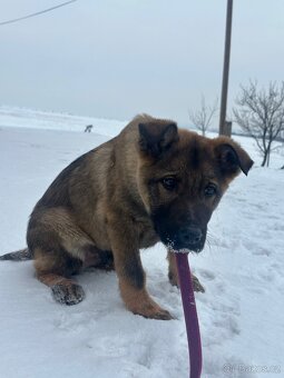 Německý ovčák štěňata - 5