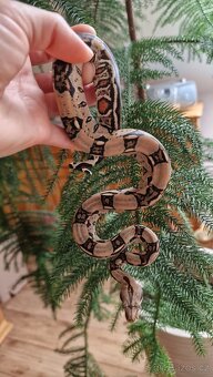 Hroznýš královsky-Boa constrictor imperator - 5