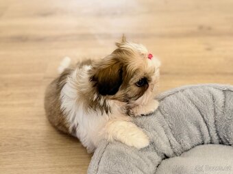 nejmilejší Shih-Tzu štěňátka - 5